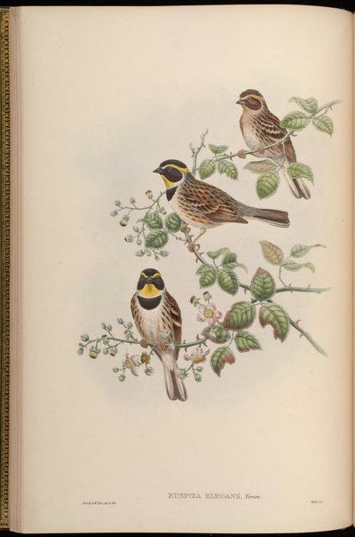 Elegant Bunting by John Gould